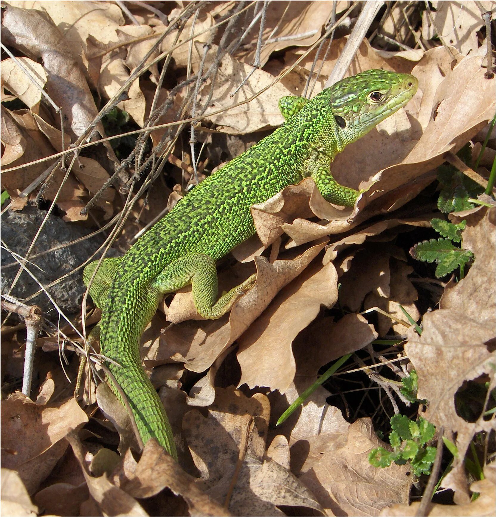 Прыткая ящерица lacerta agilis. Ящерица прыткая (лат. Зеленая прыткая ящерица. Ящерица прыткая грузинская. Прыткая ящерица зеленая.