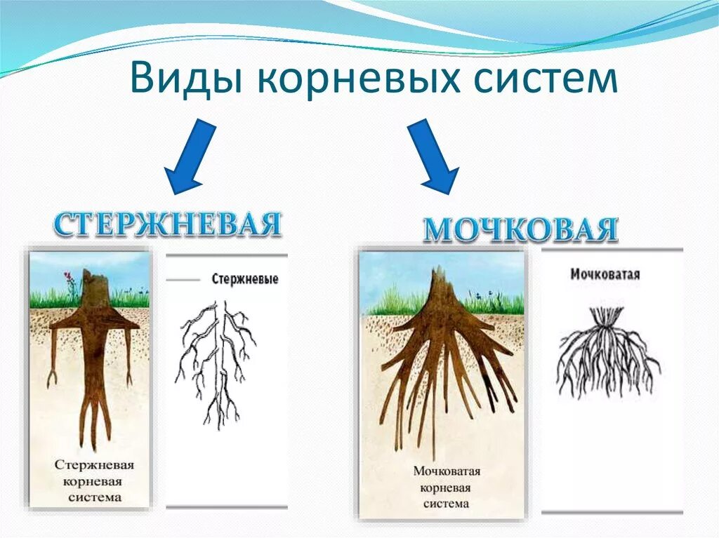 Типы корневых систем схема. Тип корневой системы Тип корневой системы.