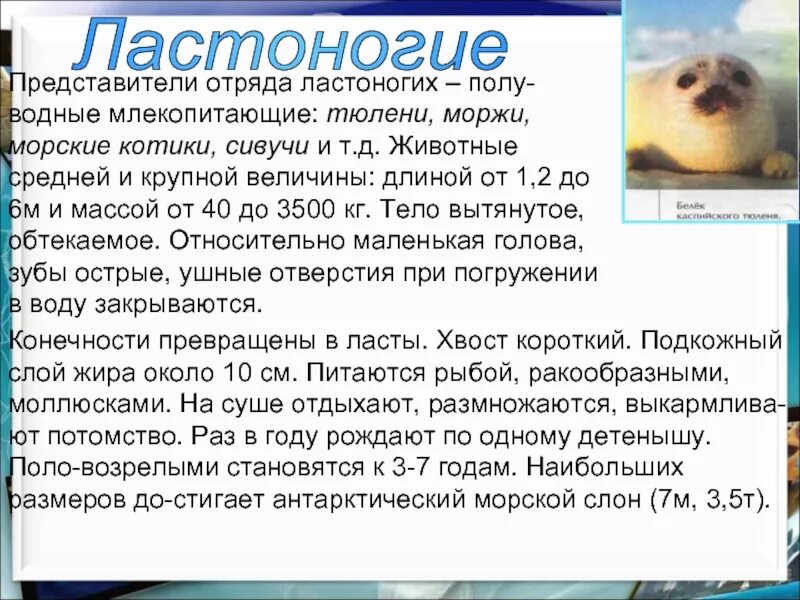 Тюлень морж морской котик морской лев. Семейство ластоногих представители. Характерные признаки отряда ластоногие. Общая характеристика ластоногих. Характеристика отряда ластоногие.