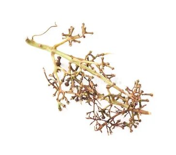 Empty branch