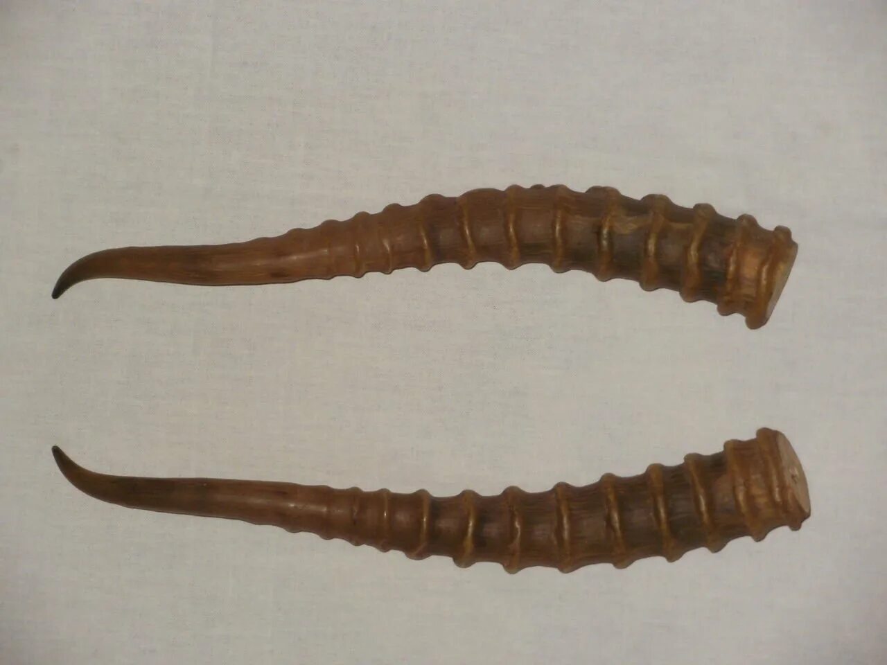 Череп сайгака. Рога сайгака. Рог. Рога сайгака в доме. Рога сайгака.