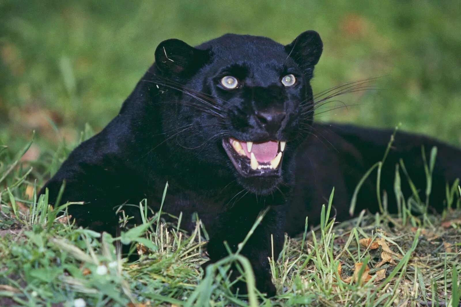 Семейство кошачьих род пантер. Пантера меланист. пантера самка. panther (пантер) integrifolia. к10 блэк пантера.