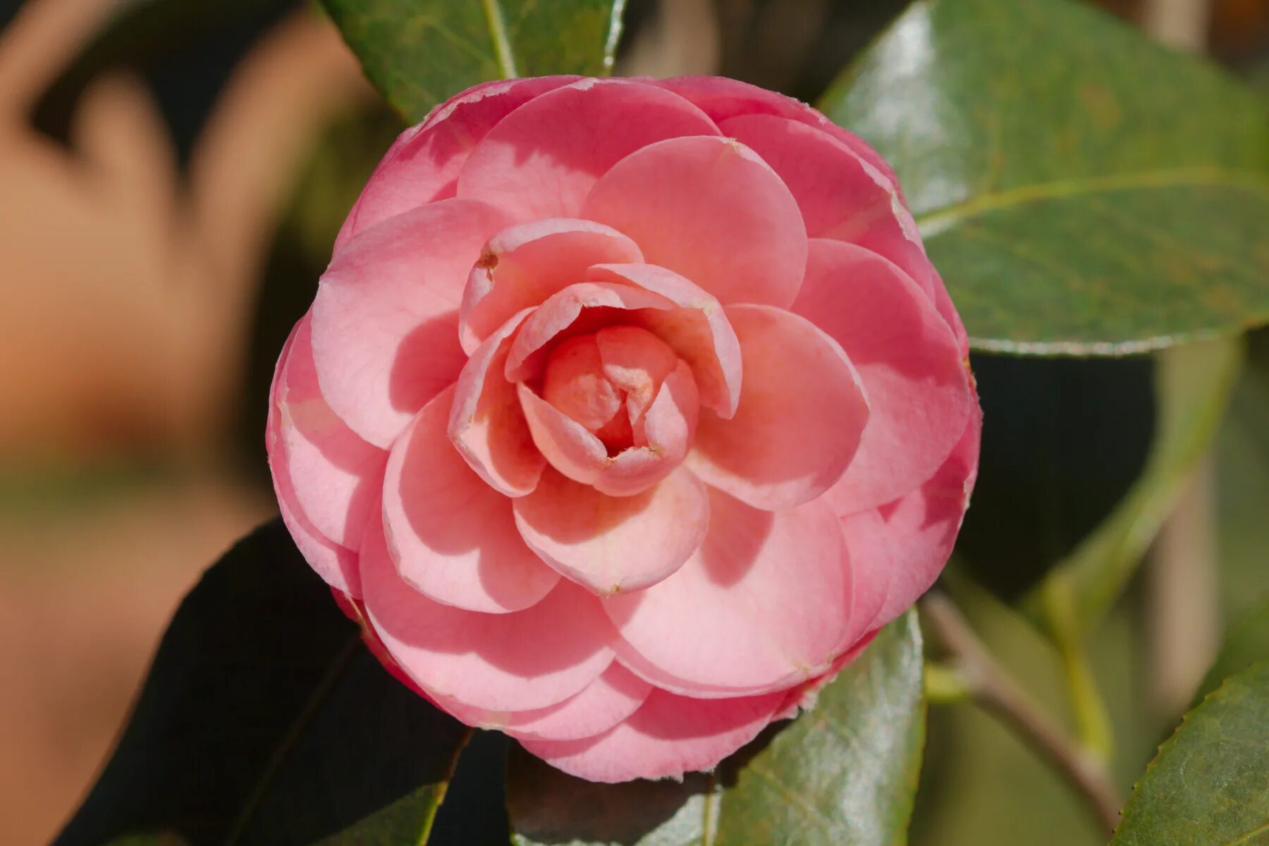 Лицо камелии. Камелия japonica. Камелия японская Вильям. Камелия фуксия. Camellia japonica 'Pink perfection.
