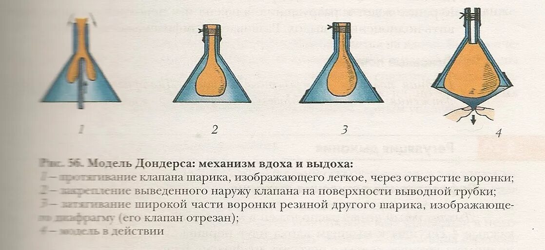 Как сделать модель дондерса из шарика. Модель дондерса биология 8 класс. механизм дыхания модель дондерса. модель дондерса механизм вдоха и выдоха. опыт дондерса физиология.