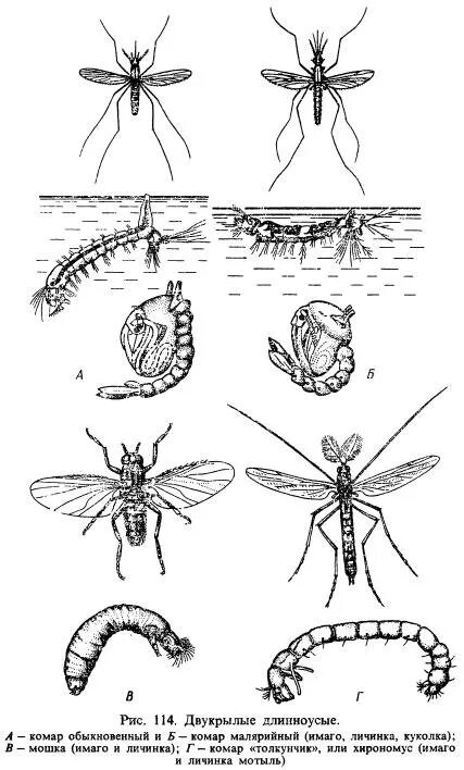 Схема развития поденки. Определите тип развития насекомых 1 малярийный комар. Комар полное превращение. Личинка малярийного комара строение. Имаго комаров рода anopheles.