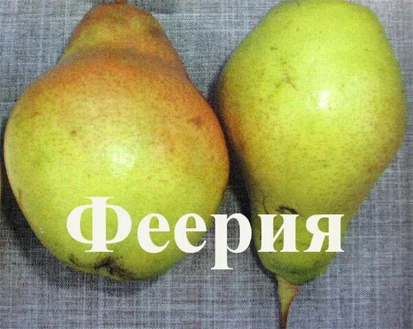 Груша феерия описание сорта отзывы. Сорт груши феерия. саженцы груша феерия. груша феерия описание сорта. груша осенняя феерия.