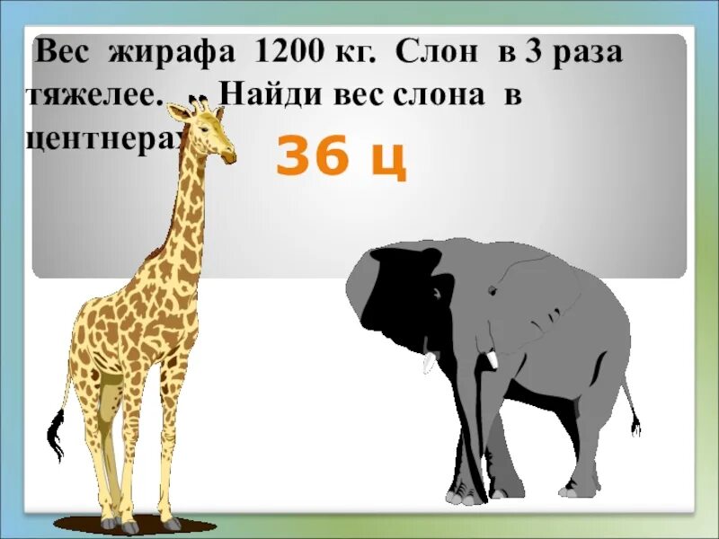 Слон сколько кг. Вес жирафа. Вес слона. Вес жирафа в кг. Вес слона в кг.