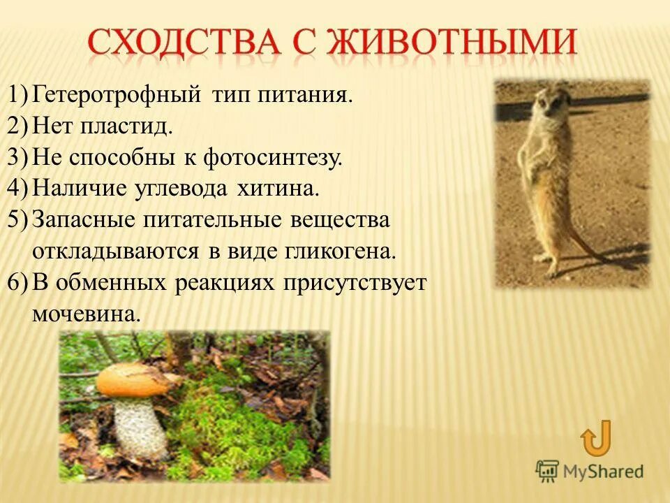 Сходством грибов с растениями является. Гетеротрофный Тип питания. Животные Тип питания гетеротрофный. Типы питания гетеротрофы. Сходства животных с грибами.