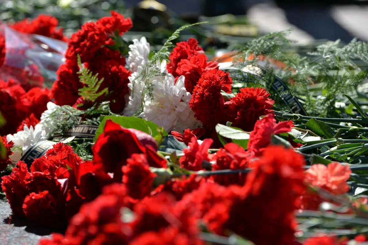 Гвоздики и вечный огонь памяти. Цветы памяти. Цветы памяти. Гвоздики на мемориале. Гвоздики на мемориале.