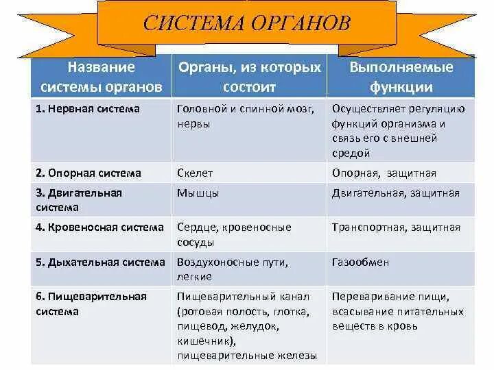 Название системы орган из которых состоит функции. Название системы органы, из которых она состоит функции системы. Скелетная система органов органы и функции. Функции систем органов названий системы функции систем. Функционированием системы называют