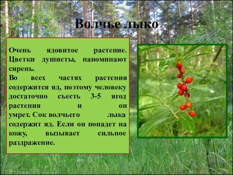Вороний лыко. Волчье лыко ягода. волчье лыко ядовитое. ядовитые ягоды волчья ягода. волчье лыко опасное растение.