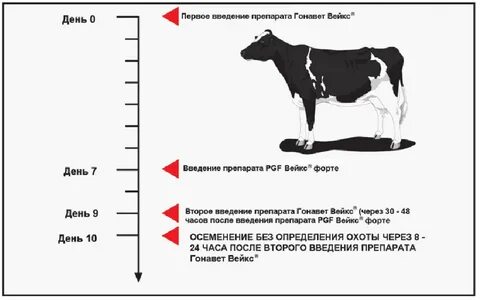 Сколько ходят коровы до отела