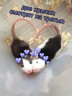 Любимой крысе
