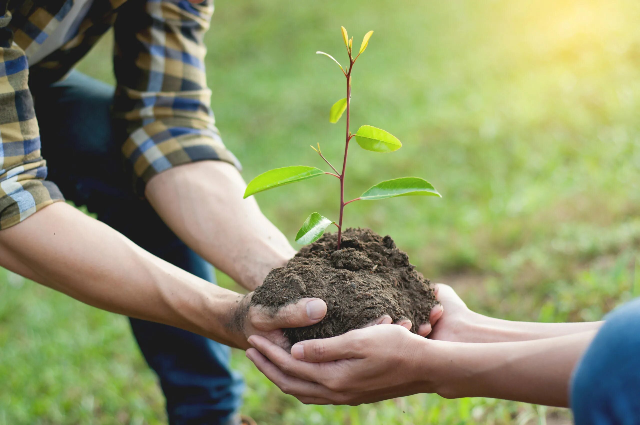 Ecology and people. Экологическое дерево. Благотворительность природе. Экология саженцы. Экология Tree planting.