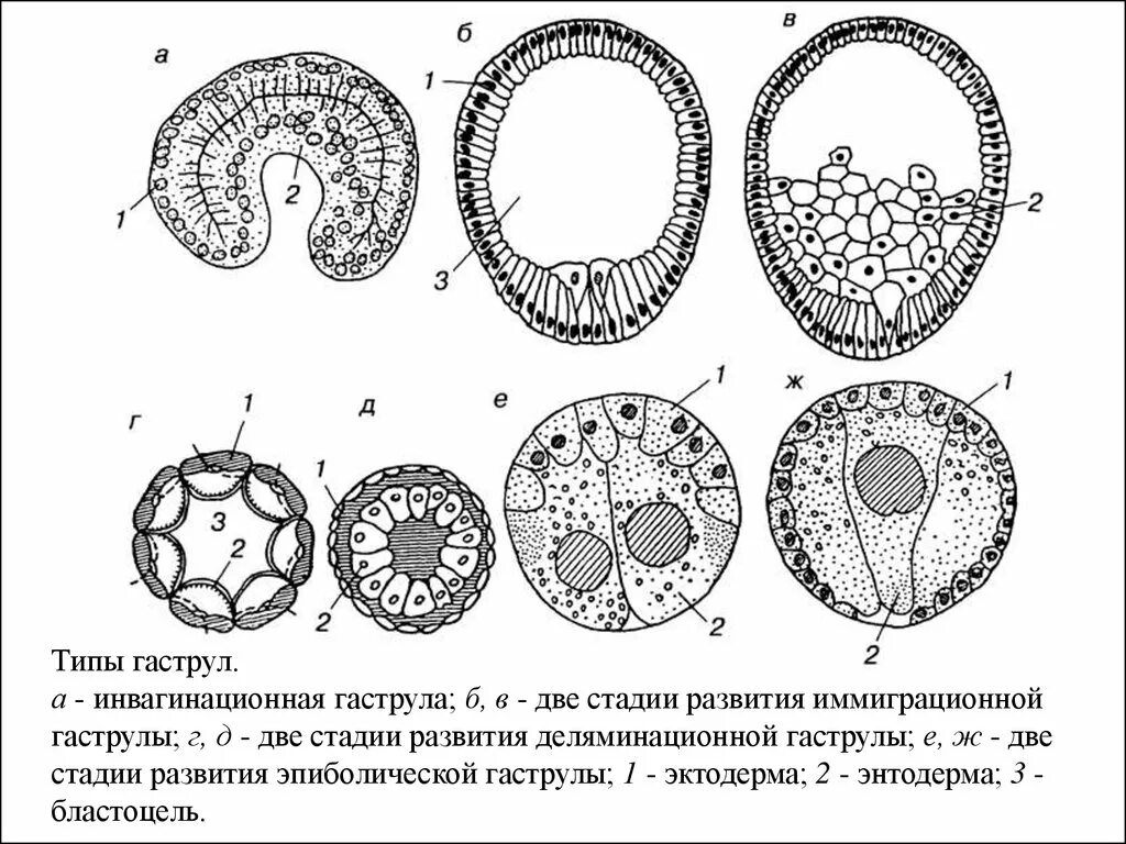 Клетка онтогенез. Этапы эмбриогенеза гаструляция. Гаструляция зародыша человека. Эмбриология гаструляция. Гаструляция деламинация гистология.