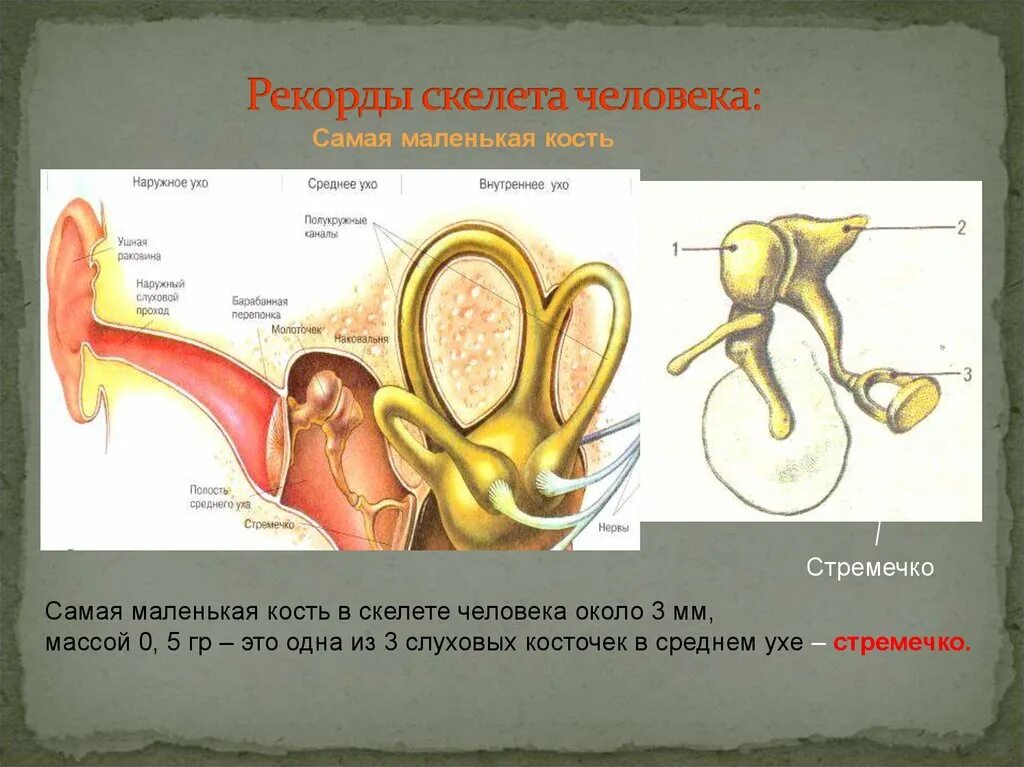 Самая маленькая кость у человека где находится. Кость человека стремечко. Самая маленькая кость в теле человека. Самая маленькая кость в скелете человека. Стремечко - самая маленькая кость.