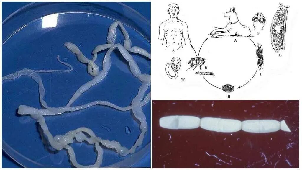 Жизнь ленточного червя. Огуречный цепень (Dipylidium caninum). Тыквовидный (огуречный) цепень.. Цестоды, ленточные глисты..