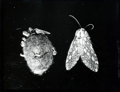 Серебро моли