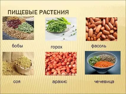 Какие есть пищевые растения