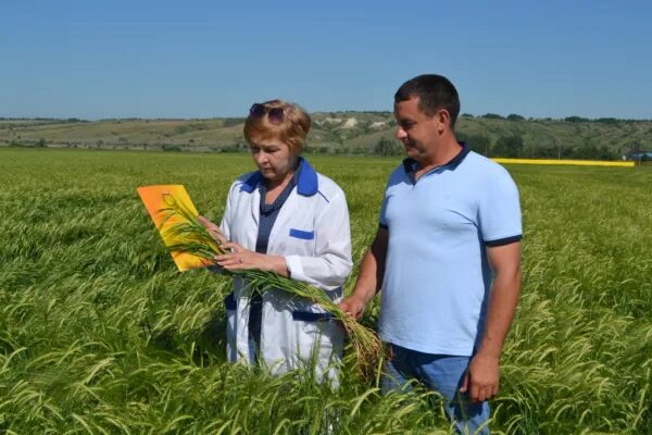 Земля каменский. Агрофирма респект Каменский район. Апробация семеноводческих посевов. Полевая апробация кукурузы. Россельхозцентр по Волгоградской области.