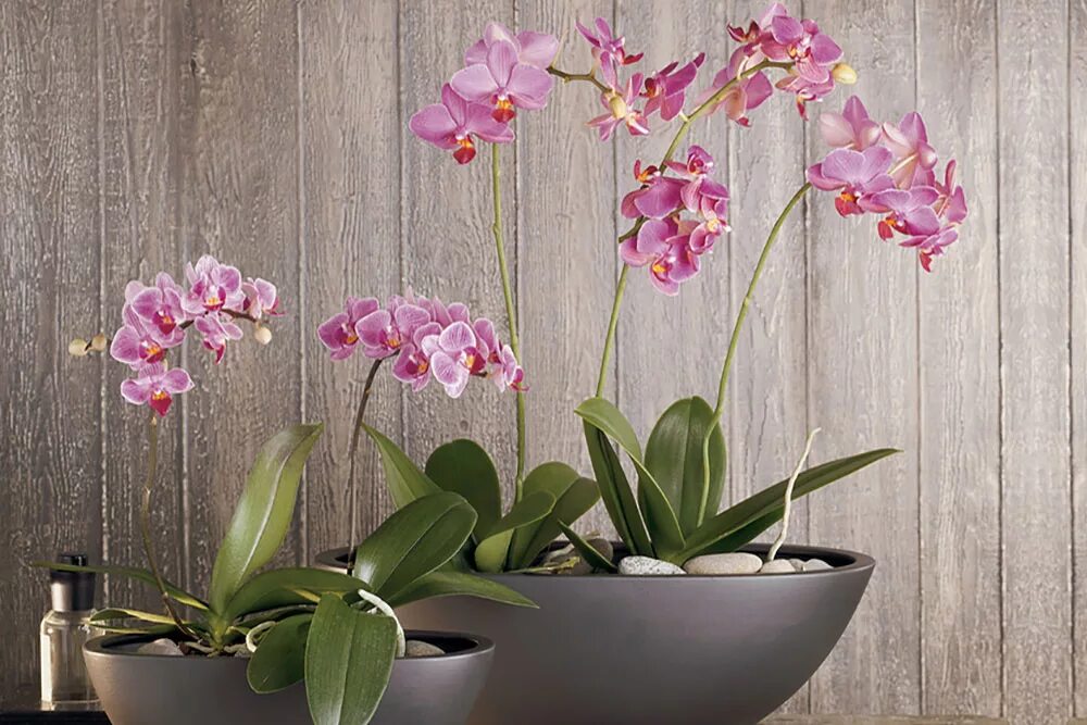 Лучшие горшки для орхидей. Орхидея фаленопсис в горшке. Орхидея Камбрия. Орхидея Дифужен. Орхидея Arezzo.