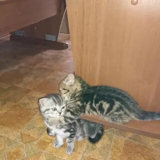 Чита чита коте