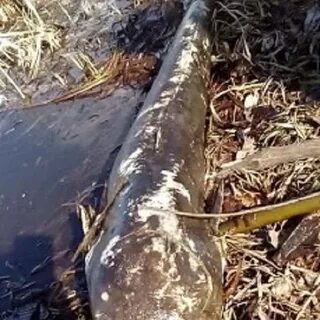 Сом охотится