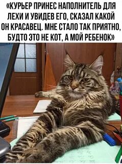 Кот леха