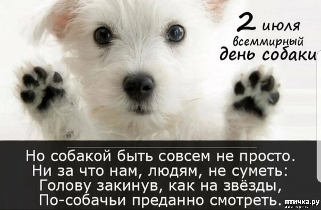 День моей собаки. С днём рождения собачки. День рождения собаки. Поздравления с днём рождения собаке. С днём рождения собачки.
