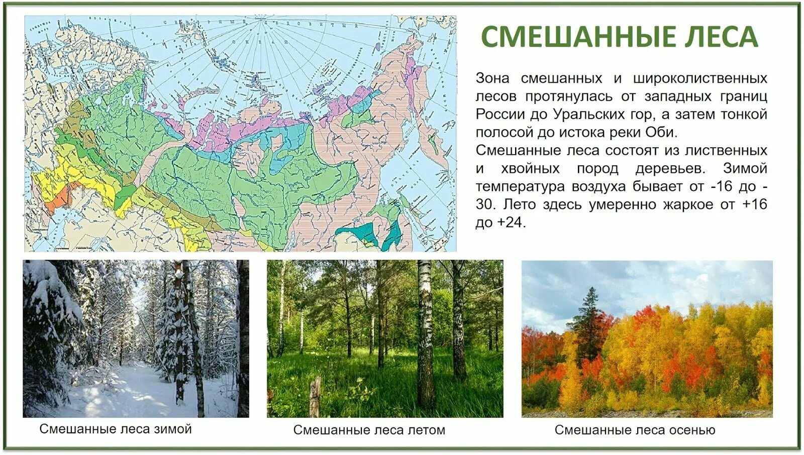 Тайга занимает наибольшую площадь в. Тайга смешанные и широколиственные леса на карте россии. зона смешанных и широколиственных лесов россии. зона широколиственных лесов на карте россии. лесная зона тайга расположение зоны.