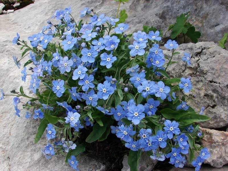 Незабудка посадка. Пупочник Каппадокийский. Пупочник весенний omphalodes. Пупочник omphalodes Verna. Пупочник весенний omphalodes Verna.