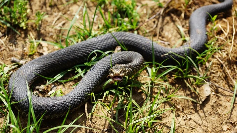 Московские гадюки. Гадюка Никольского (Vipera nikolskii). Гадюка в Татарстане. Черная гадюка 2. Чёрная гадюка на траве.