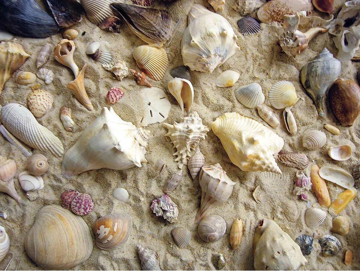 Sells seashells. Красивые ракушки. Море ракушки. Ракушки Геншин. Пазл Ракушка.