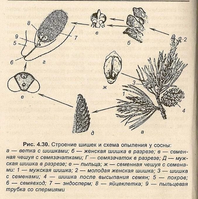 Размножение мужской шишки. Строение шишки сосны. Строение мужской шишки сосны обыкновенной. Цикл сосны обыкновенной. Строение женской шишки сосны обыкновенной.