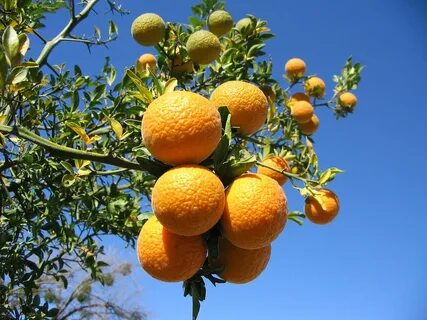 Mandarine