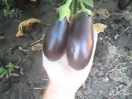 Дыня баклажан
