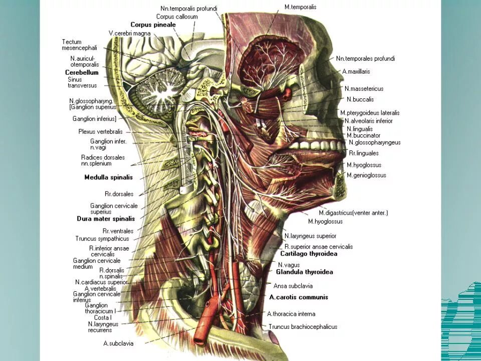 Органы шеи человека. Органы расположенные в шее. Нижнечелюстной треугольник топография. Органы шеи человека. Расположение органов в шее человека.