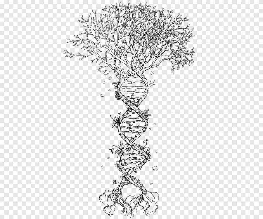 Генетика деревьев. Древо эскиз. Дерево жизни эскиз. Дерево тату эскиз. Эскиз семейного древа.