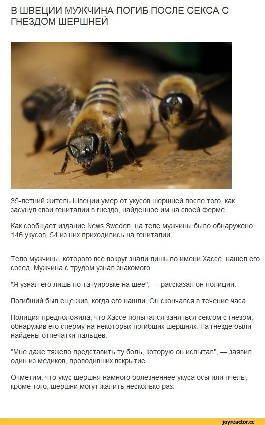 Осы умирают после жала