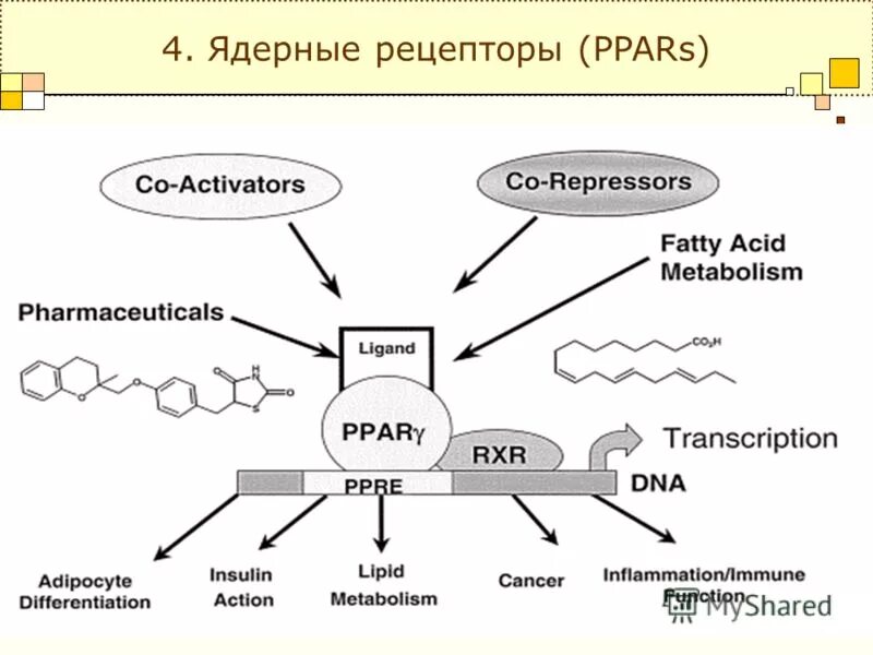 Структура ядерных рецепторов. Ядерные рецепторы. Строение цитокиновых рецепторов. Ядерные рецепторы. Ядерные рецепторы.