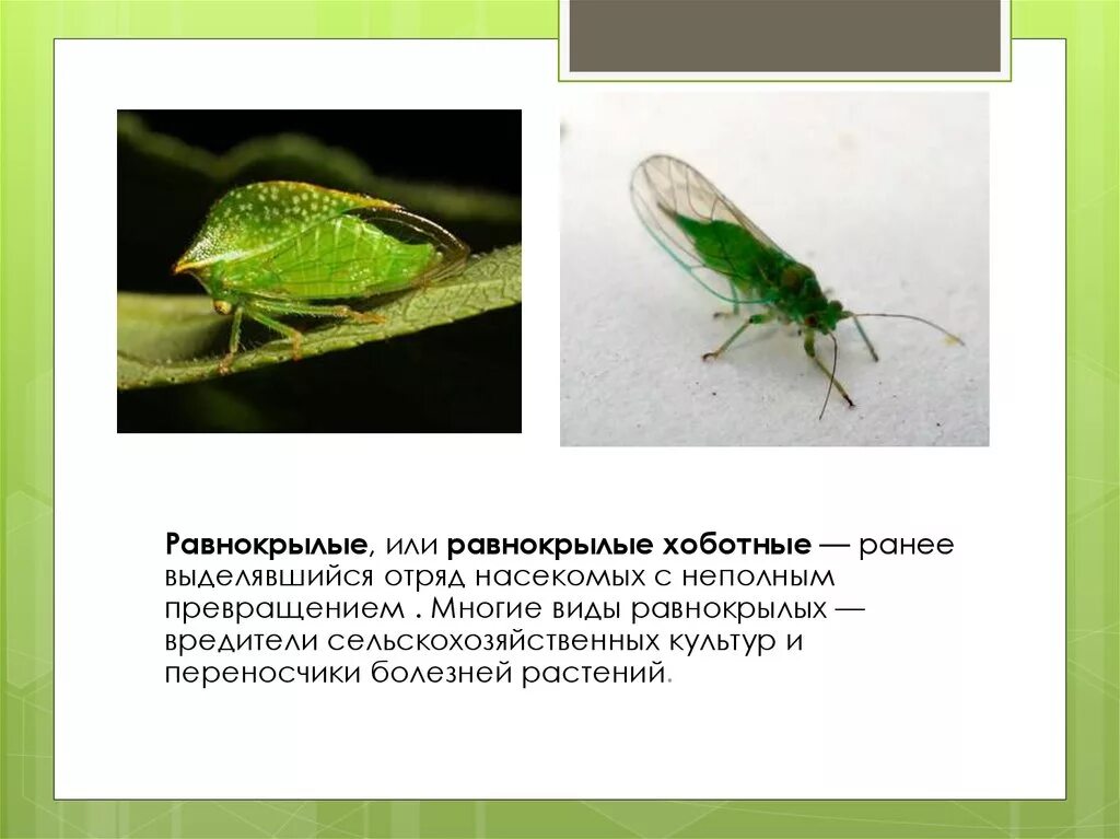 Место обитания равнокрылых. Отряд насекомых равнокрылые представители. равнокрылые характерные признаки отряда. вредители отряд равнокрылых. равнокрылые хоботные представители.