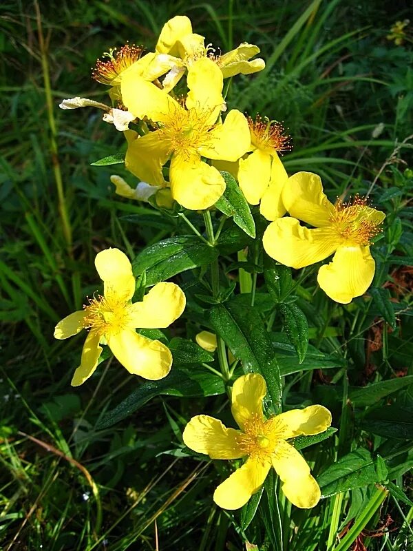 Желтые лекарственные растения фото и названия The Goldenrod was named the state flower of the U.S. state of Kentucky in 1926 -