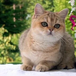 Золотая шиншилла характер породы