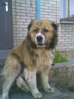 Московские кавказский