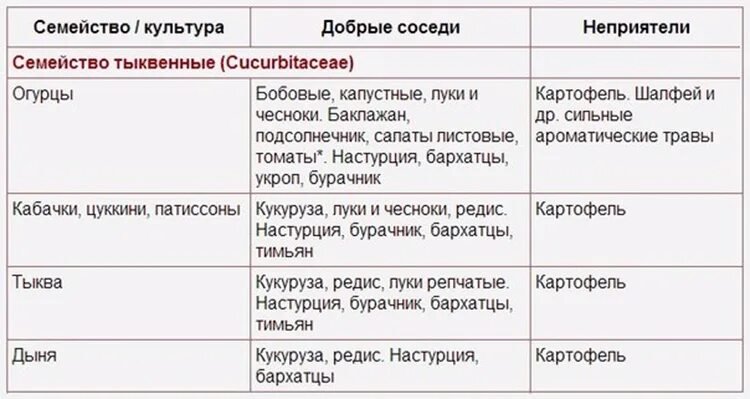 Можно ли после кабачков сажать. Таблица соседей на грядке. Соседи на грядке совместимость растений. Добрые соседи на грядке. Растения соседи на грядке таблица.