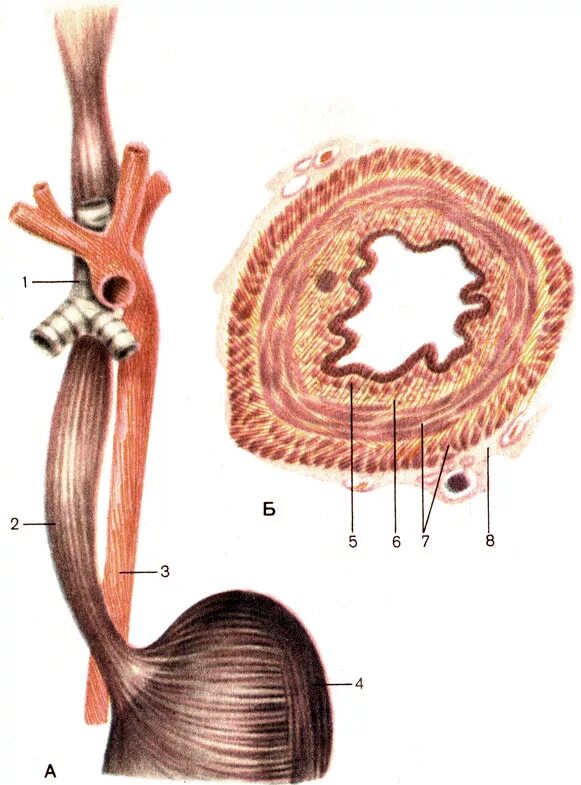 Пищевод анатомия человека. Пищевод атлас анатомия. Строение пищевода человека анатомия. Дивертикул пищевода гистология. Пищевод картинка