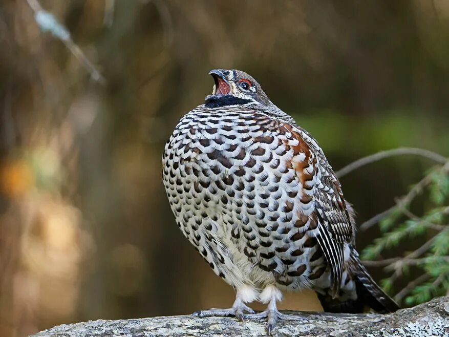 Рябчик обыкновенный. Рябчик tetrastes bonasia. Рябчик (bonasa bonasia). Рябчик птица. Рябчик (bonasa bonasia).