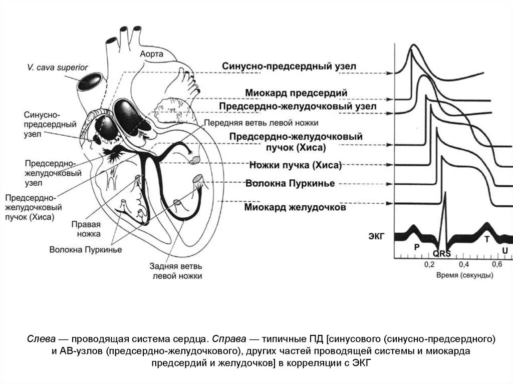 Проводящая система сердца схема с ЭКГ. Проводящая система сердца скорость проведения. Проводящая система сердца гистология схема. Проводящая система сердца схема физиология.