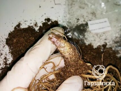 Хоста. Обзор посадочного материала. Рекомендации по выращиванию Интернет-магазин