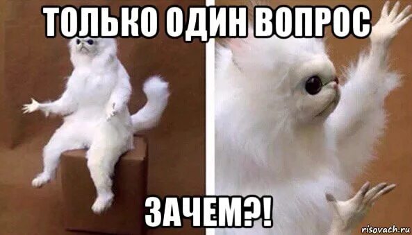 Мем с белым котом на стуле Кругом один обман! 2023 Орленок ВКонтакте
